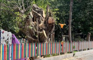 ވިލިމާލޭގެ ބޮޑު ނިކަގަހެއް ކަނޑާލި ބަޔަކު ހޯދަން ފަށައިފި