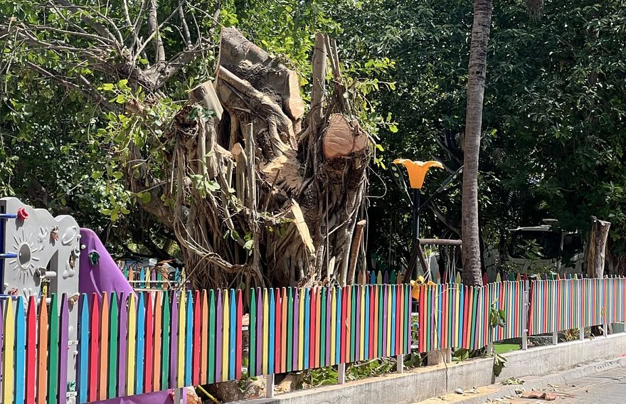 ވިލިމާލޭގެ ބޮޑު ނިކަގަހެއް ކަނޑާލި ބަޔަކު ހޯދަން ފަށައިފި