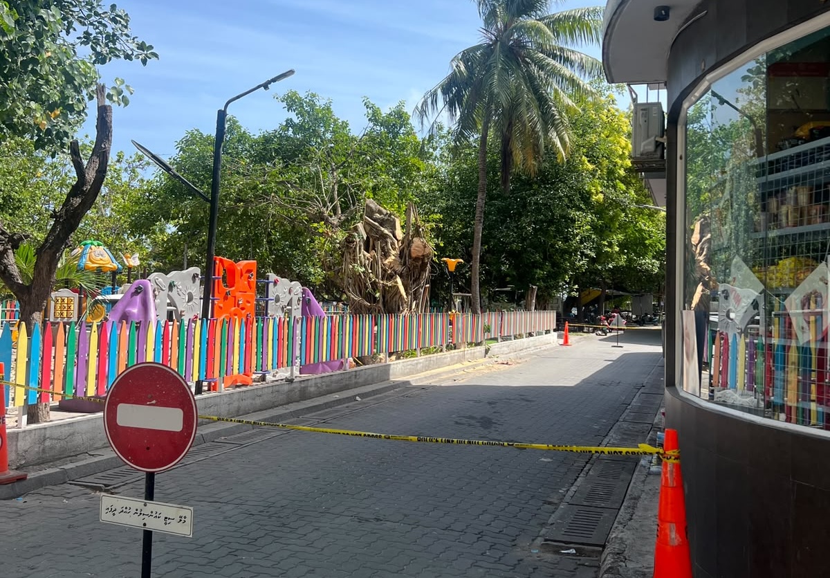 ވިލިމާލޭގައި ހުރި ބިޔަ ގަހެއް ކަނޑާލައިފި؛ ކުށްވެރިން ހޯދަން ފަށައިފި