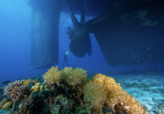 Maldives Reef