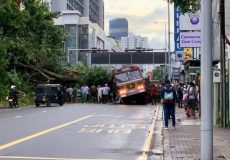 Sri lanka tree fall