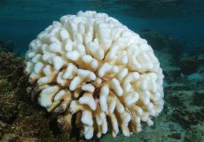 Coral bleaching