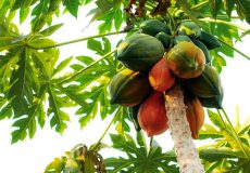 grow-papaya-tree