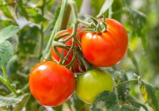 tomatoes-tomato-plant-Fruit-vegetable